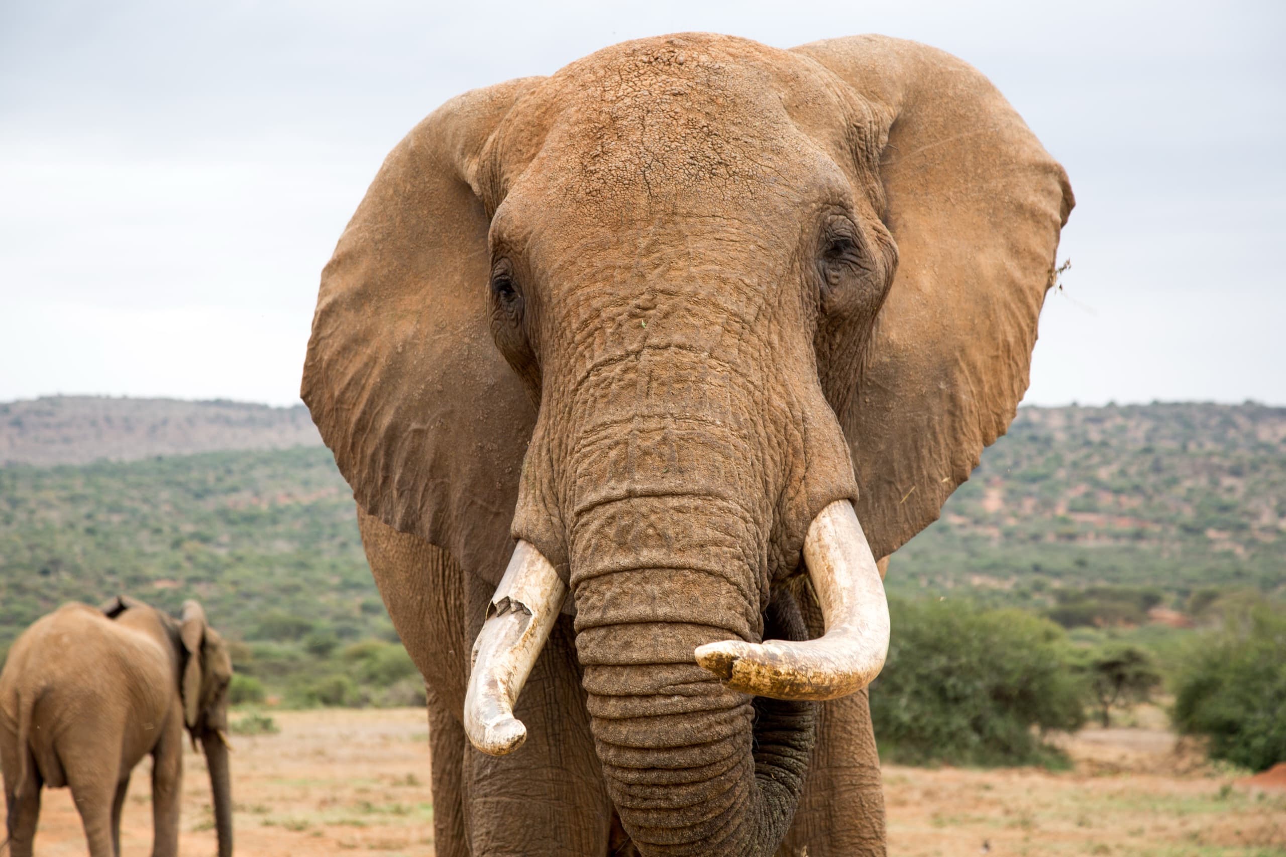 Elephant near Nanyuki