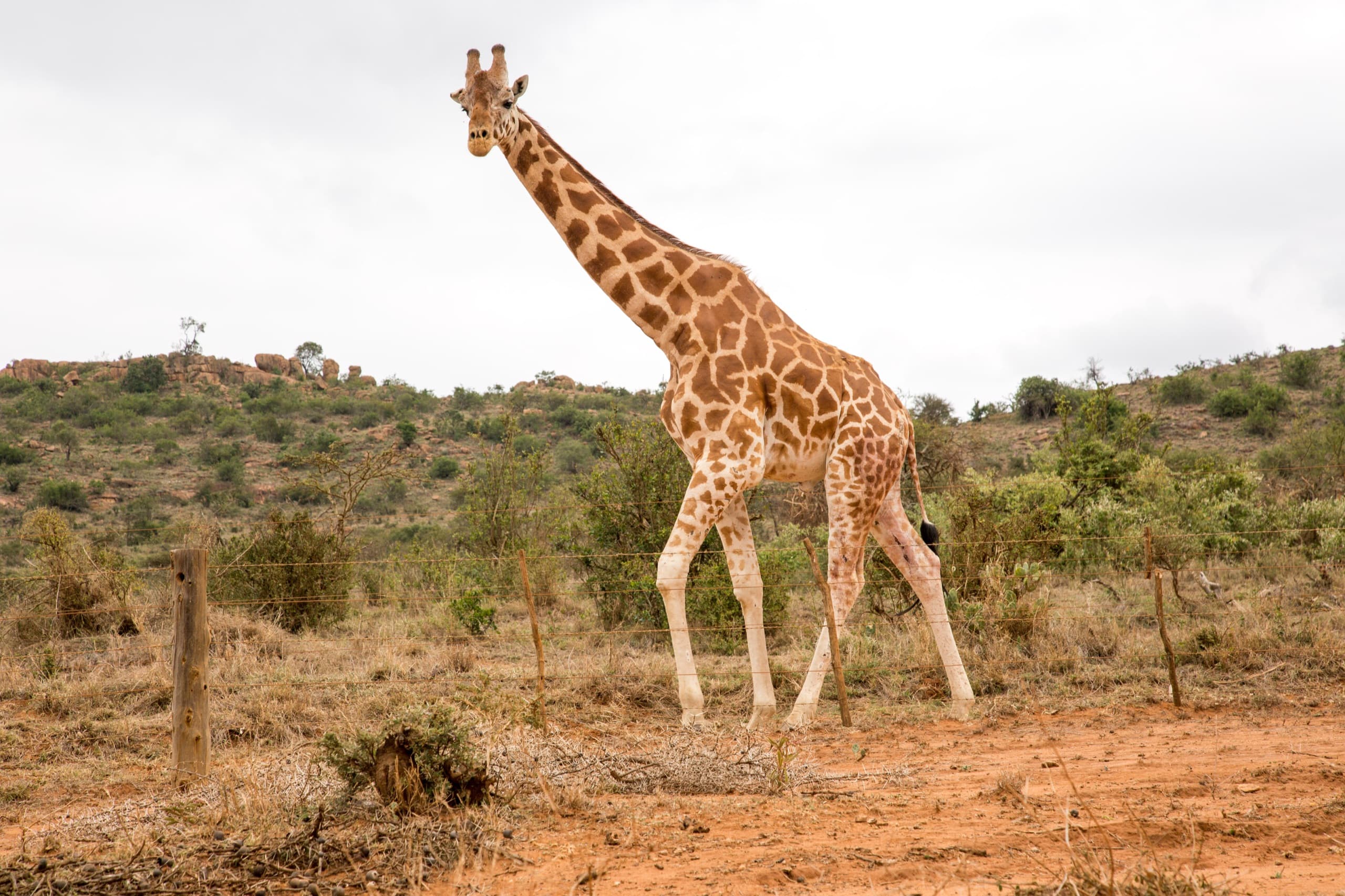 Reticulated giraffe in Laikipia