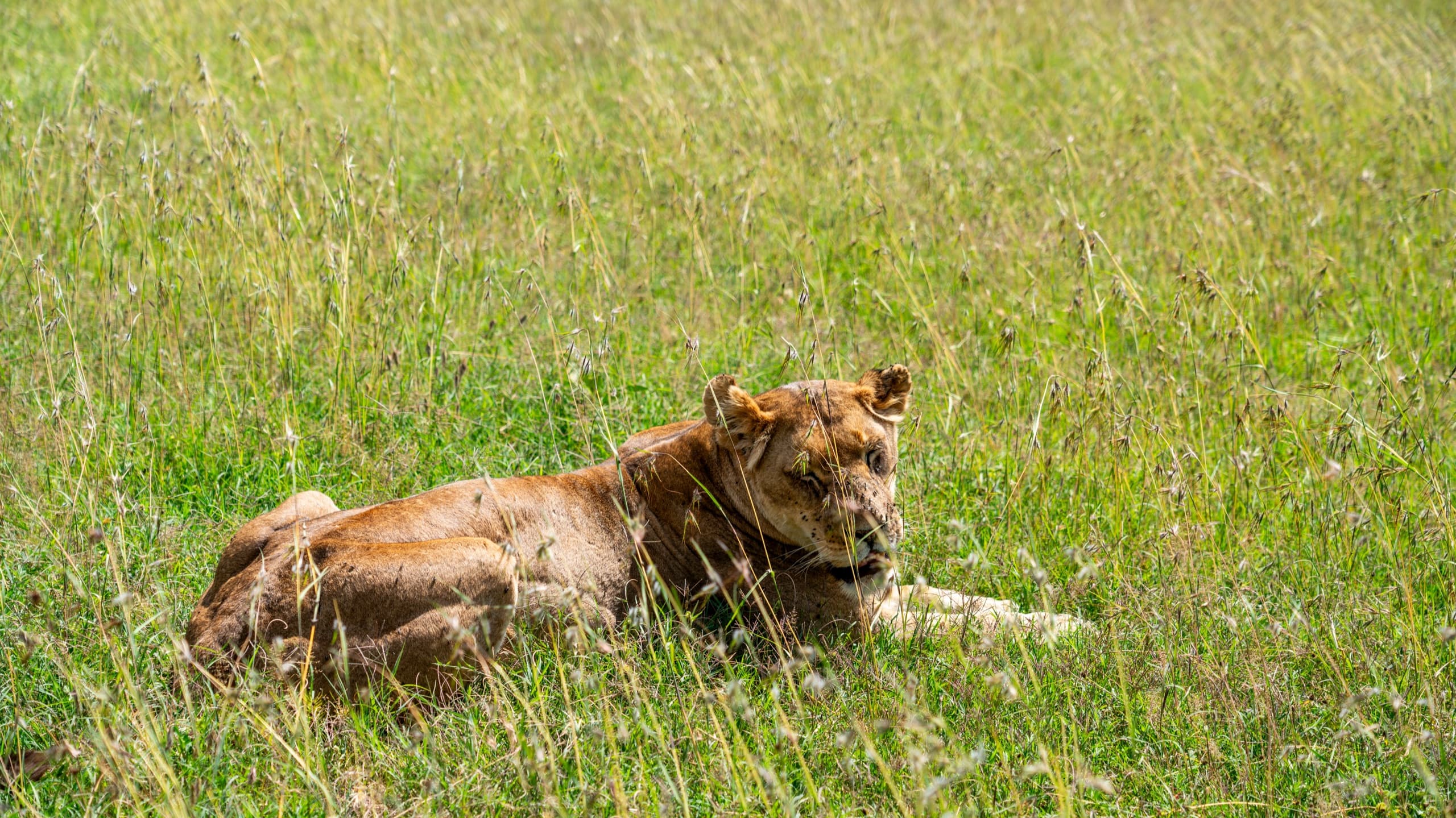 Lioness resting in tall grass