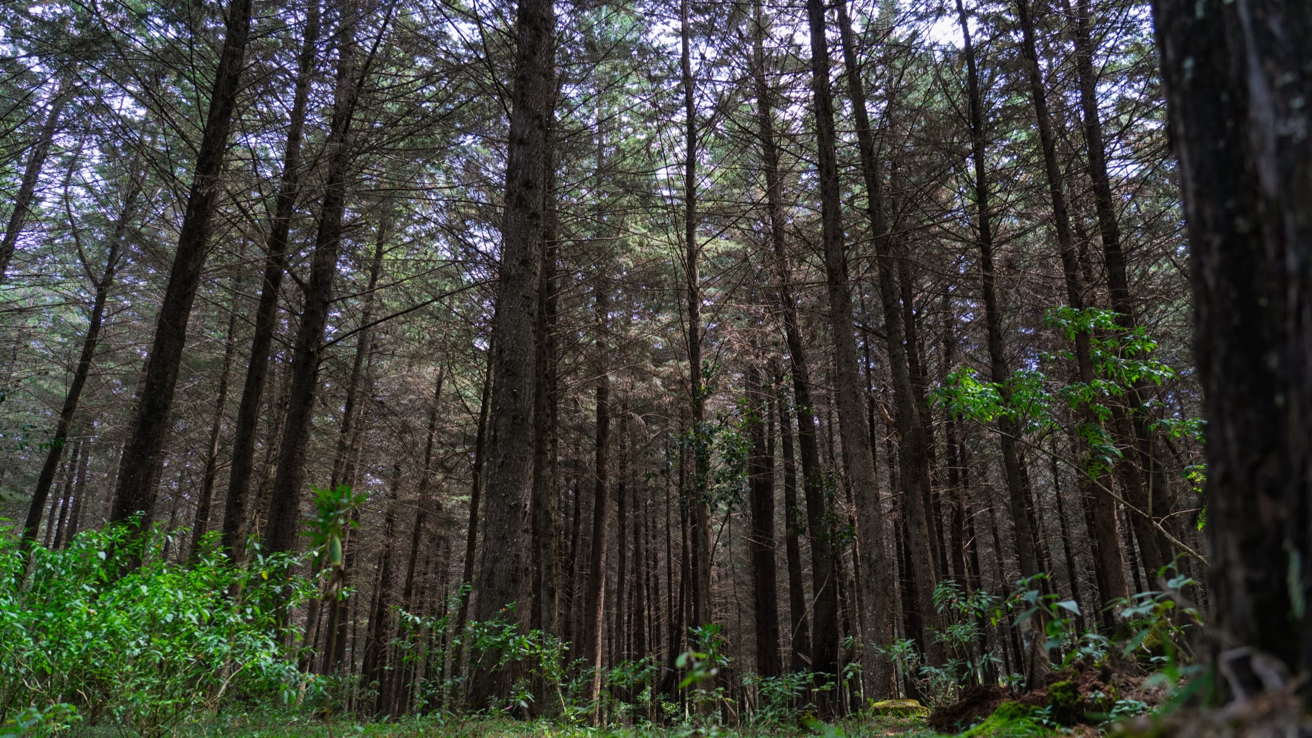 Mt Kenya pine forest