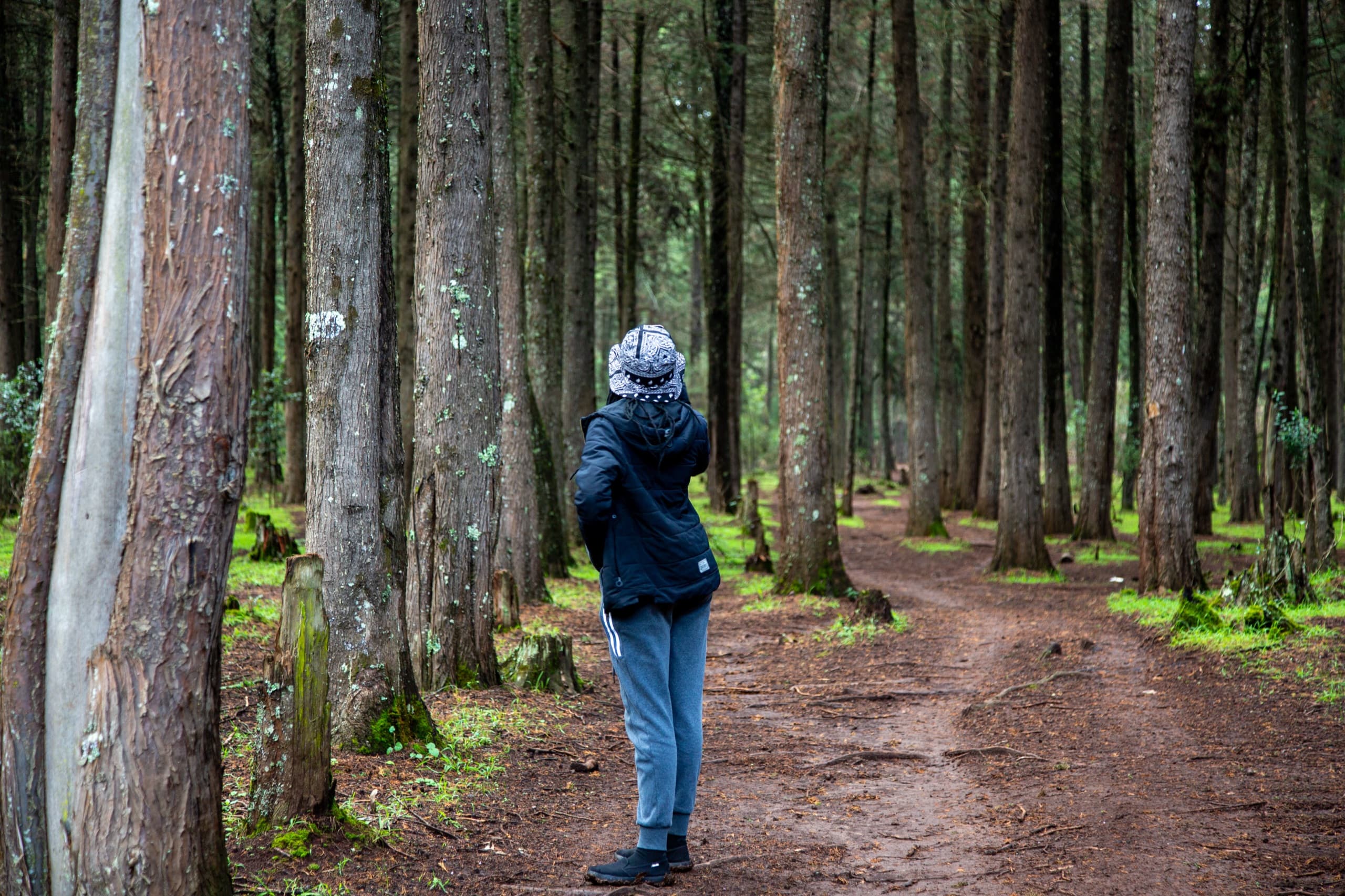 Walking a trail through Mt Kenya pine forest
