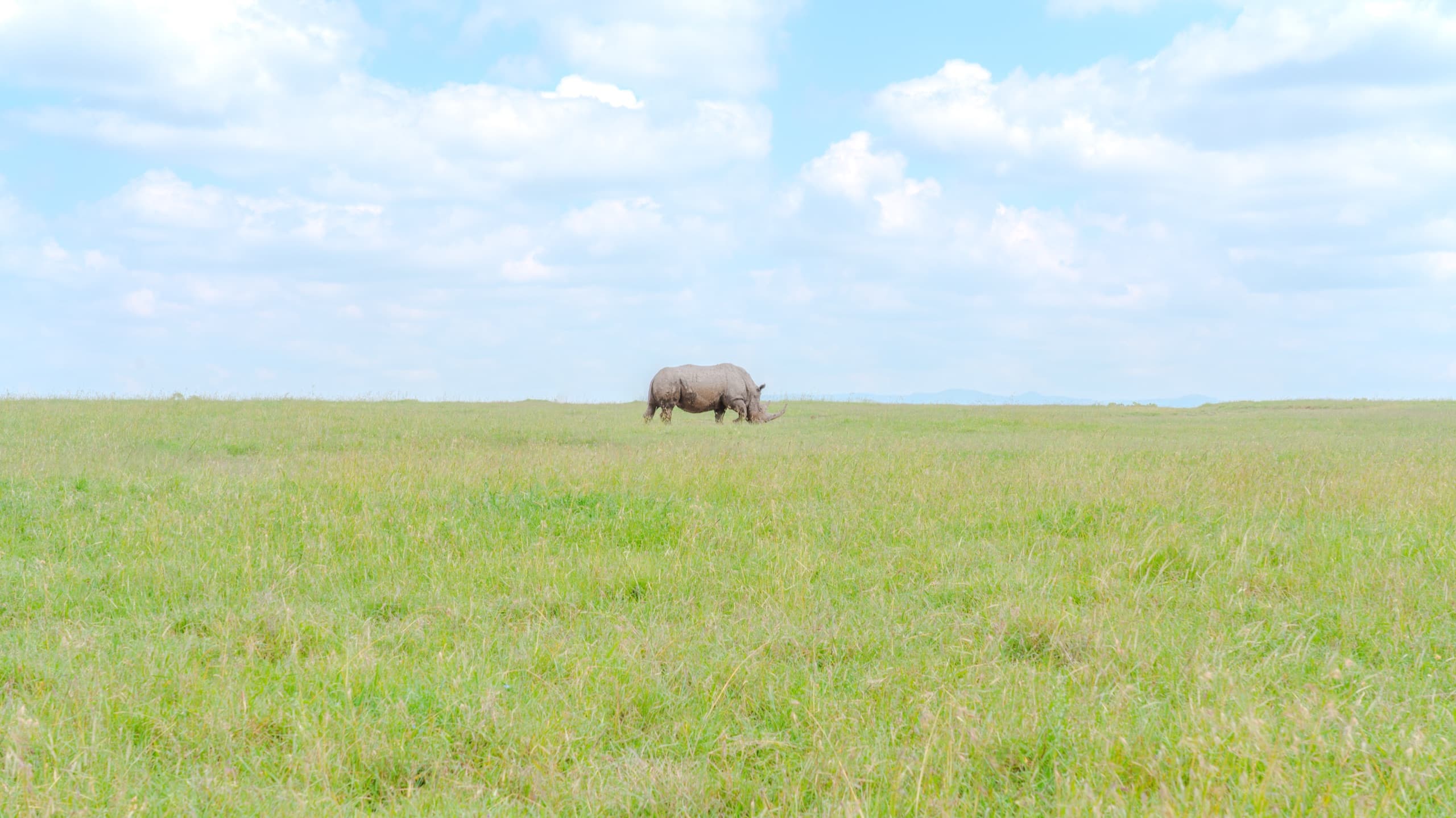A rhino grazing the open grasslands of Ol Pejeta