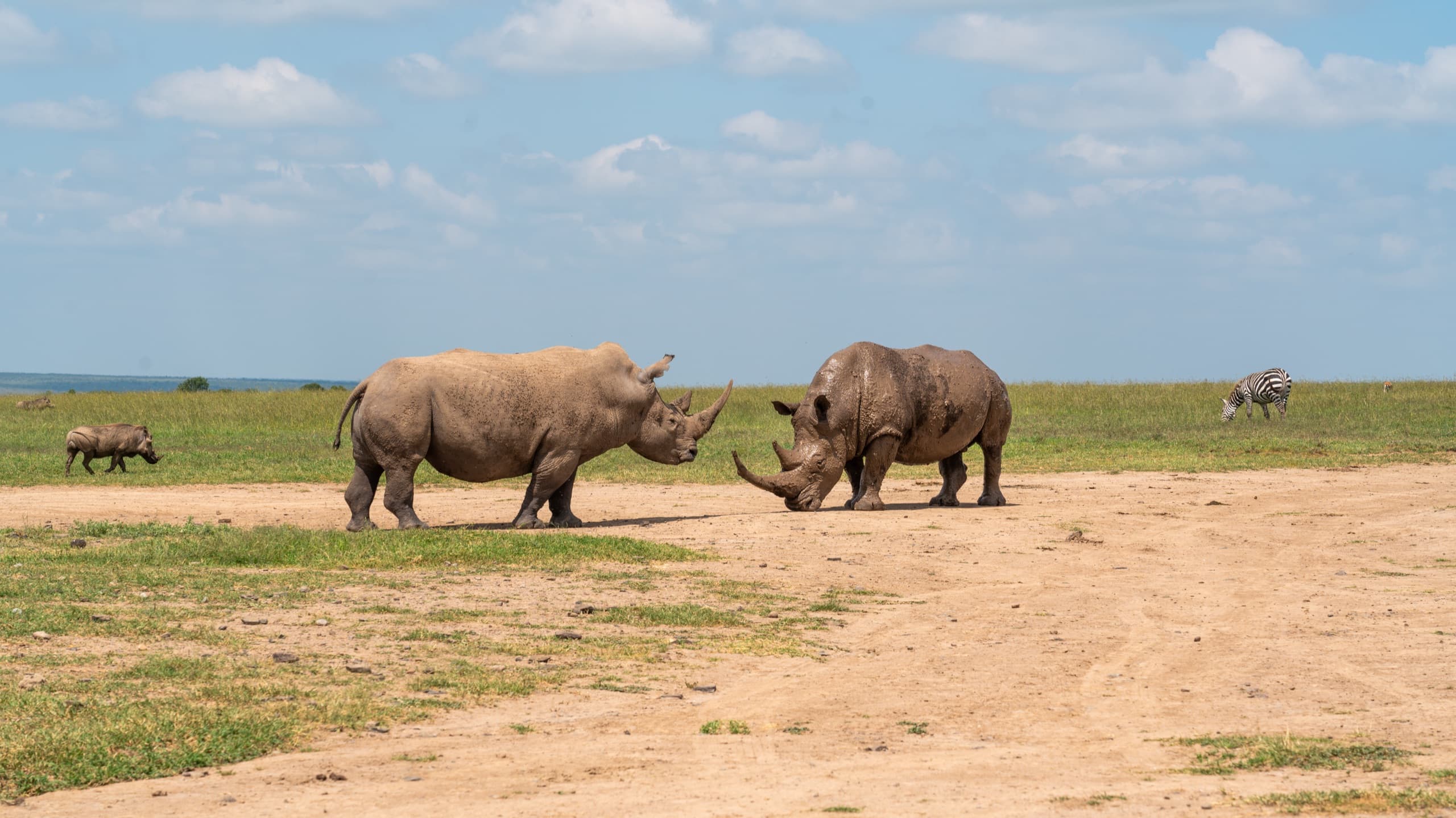 Rhinos at Ol Pejeta
