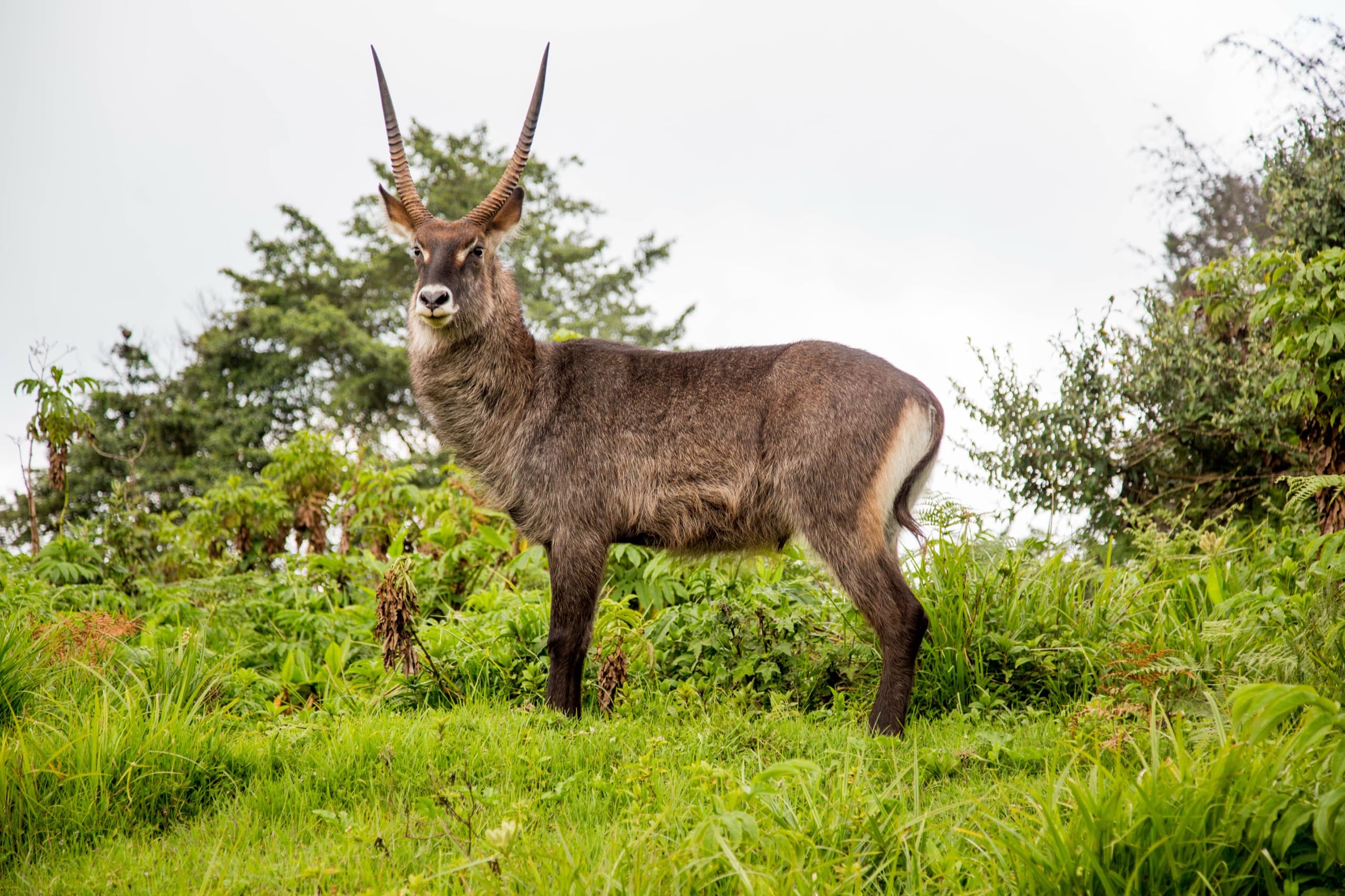 Waterbuck antelope